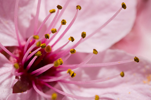 flor almendro